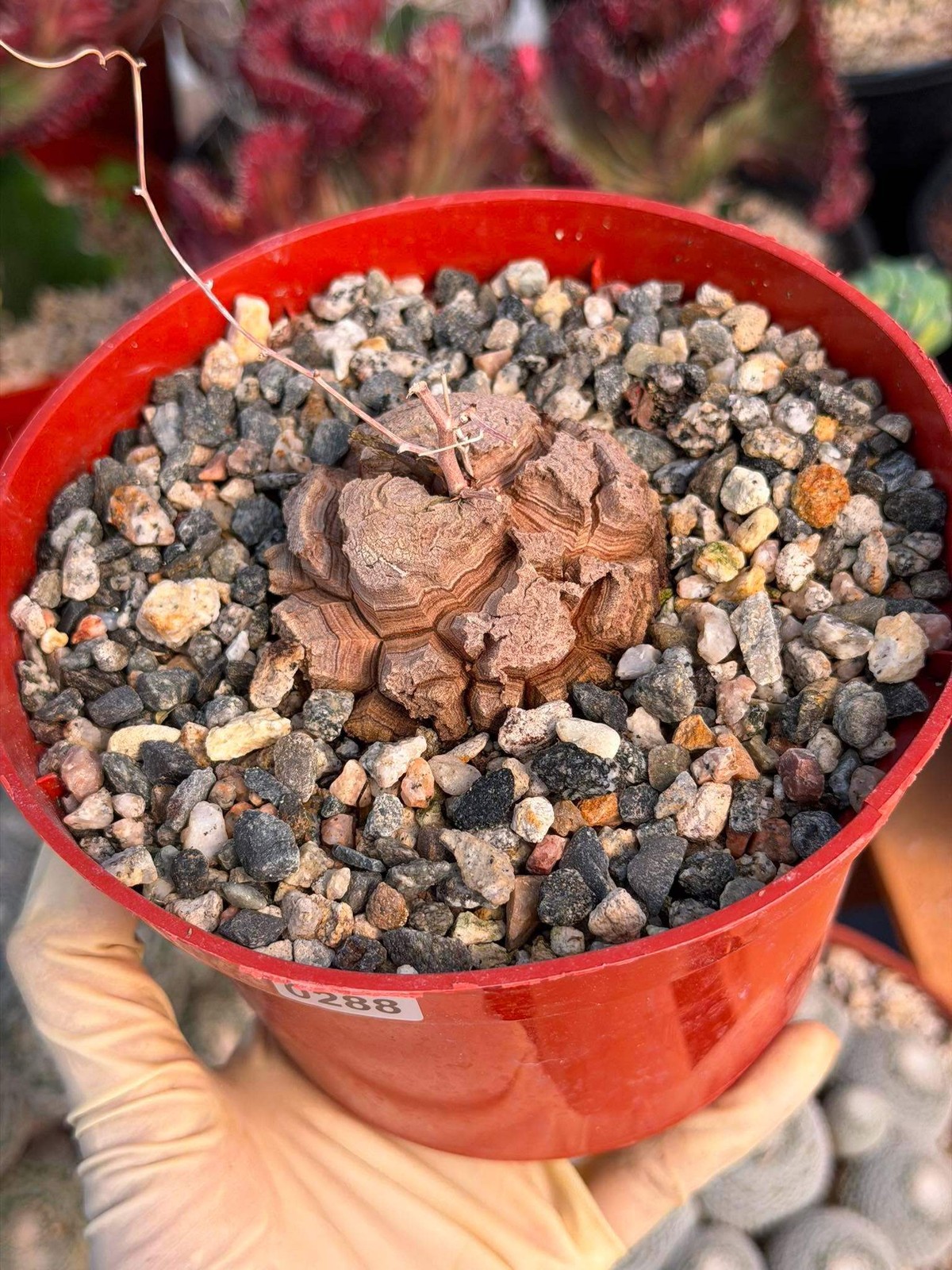 Dioscorea Elephantipes – Rare Turtle Back Caudex Succulent Plant Collector’s #28