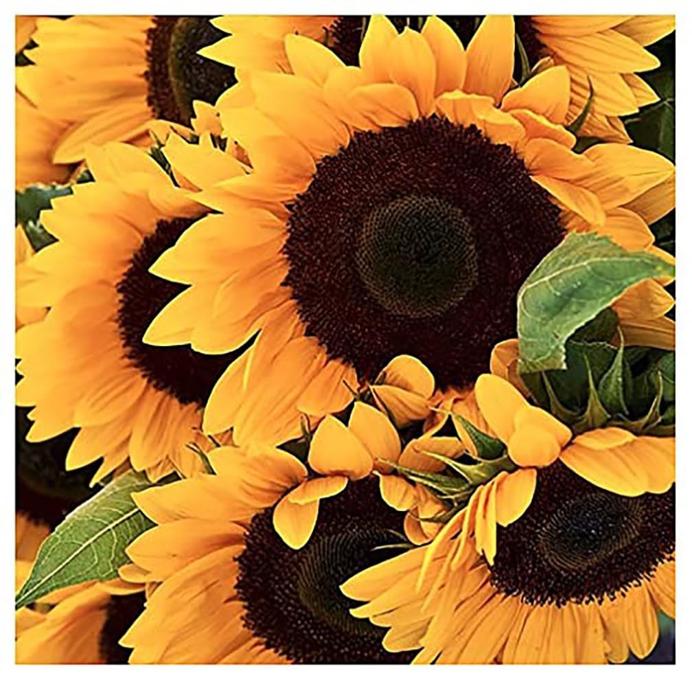 Mammoth Grey Striped Giant Sunflower Seeds – Attract Bees & Butterflies, 1 lb