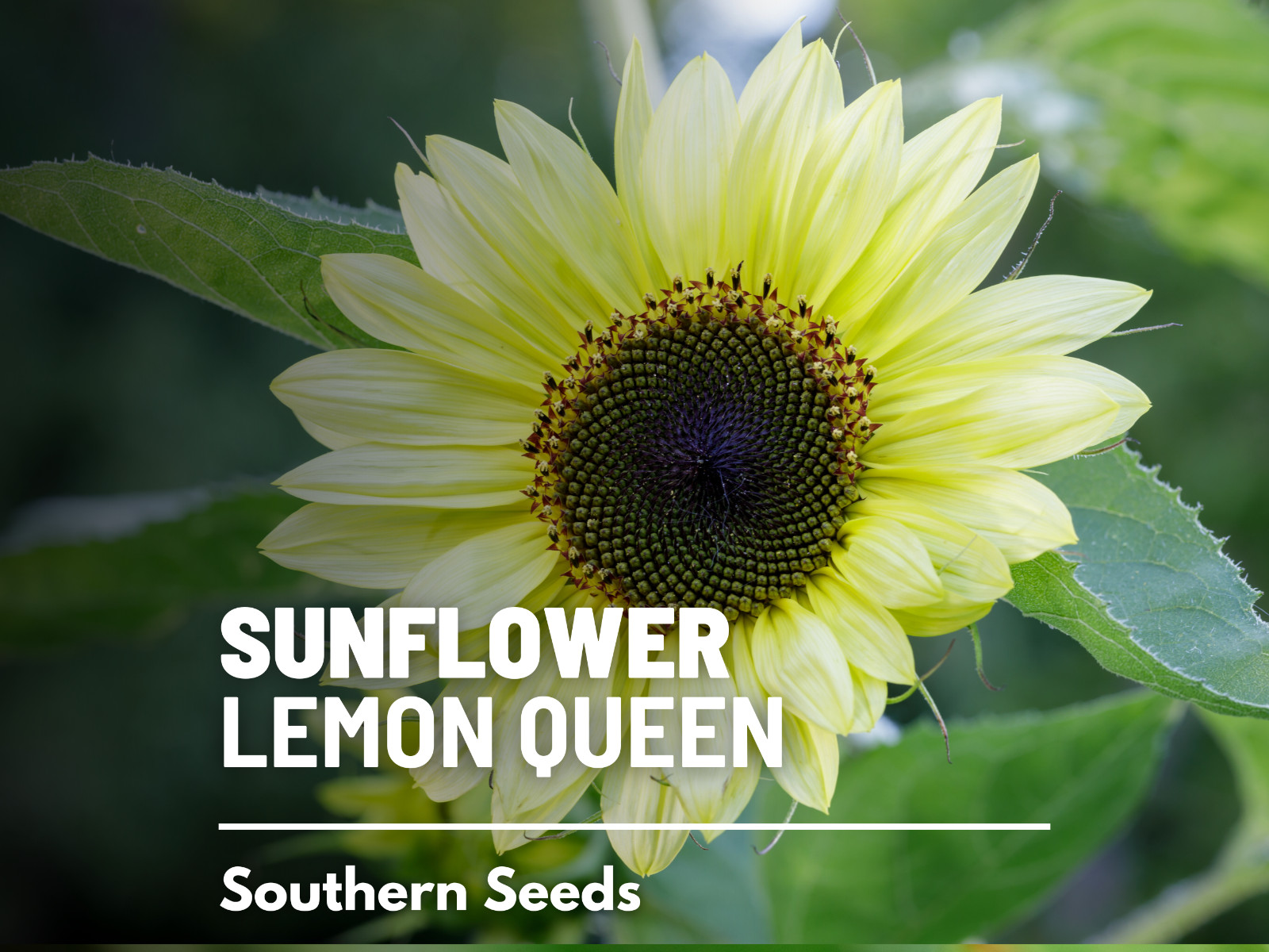 Sunflower, Lemon Queen – 25 Seeds – Medicinal & Culinary (Helianthus annuus)