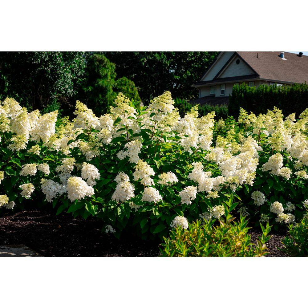2 Gal. Bouncy Hydrangea (Paniculata) Live Shrub, White to Pink Flowers