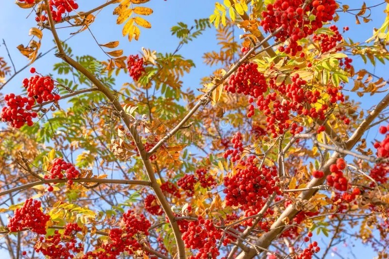 10 Mountain Ash Tree Seeds