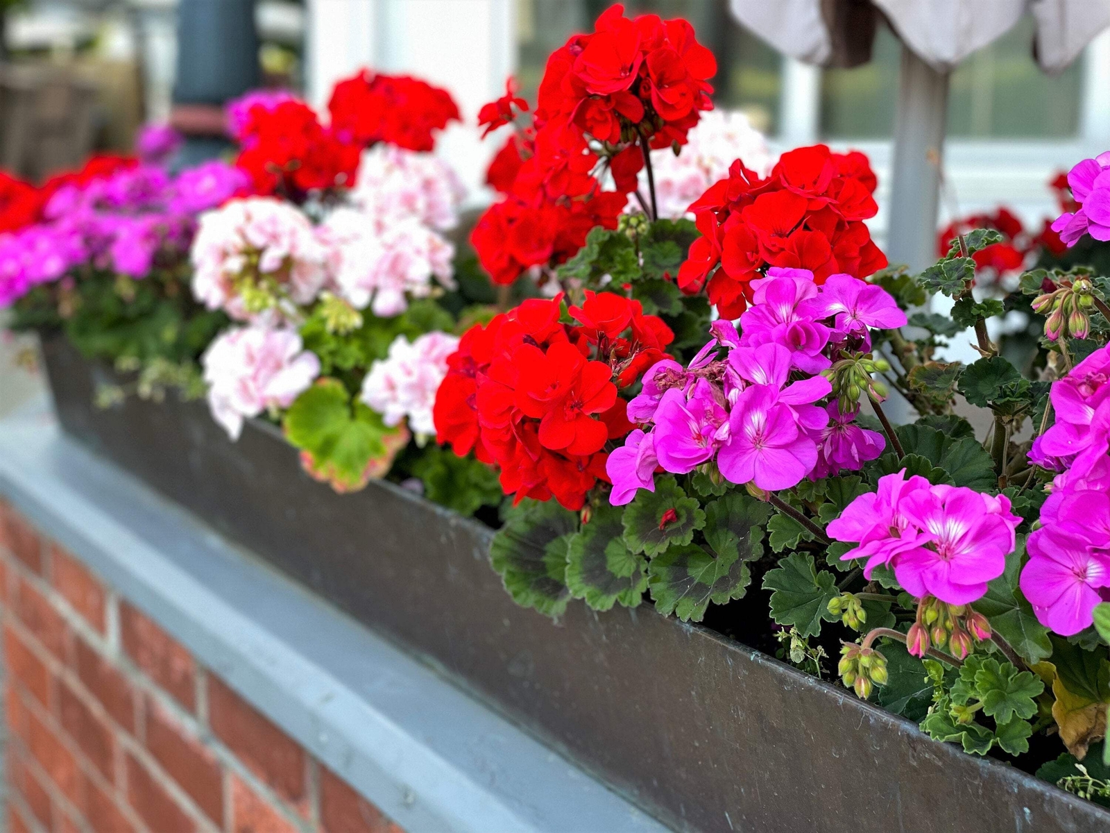 10 MIXED COLORS GERANIUM Pelargonium Zonale Pink Purple Red Salmon Flower Seeds
