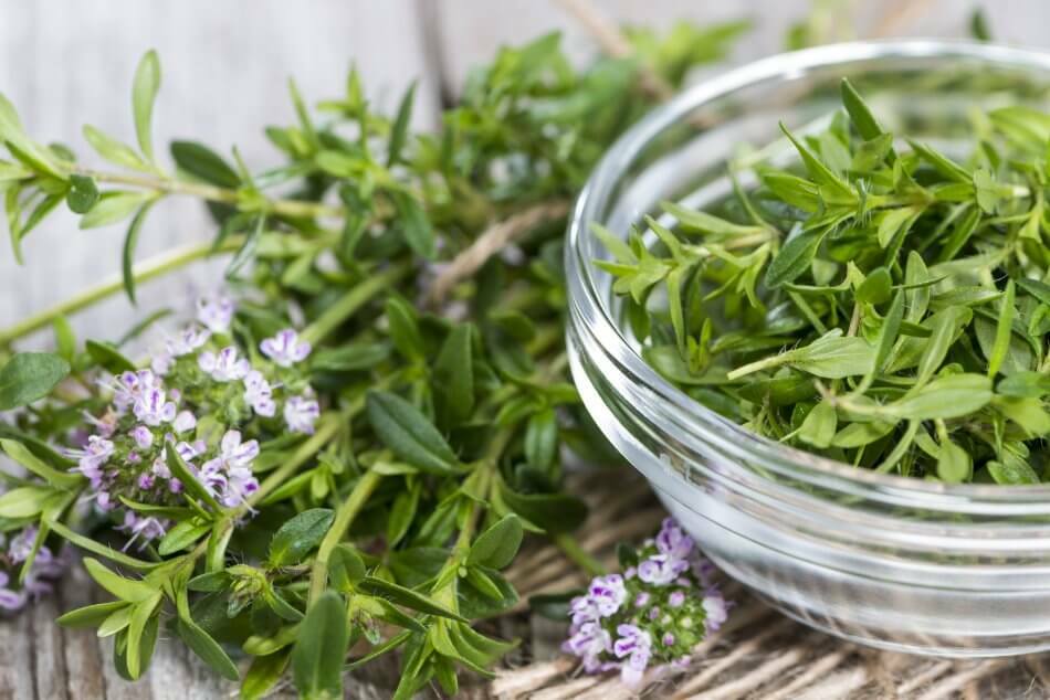 SUMMER SAVORY 300+ SEEDS ORGANIC CULINARY HERB (Satureja Hortensis)