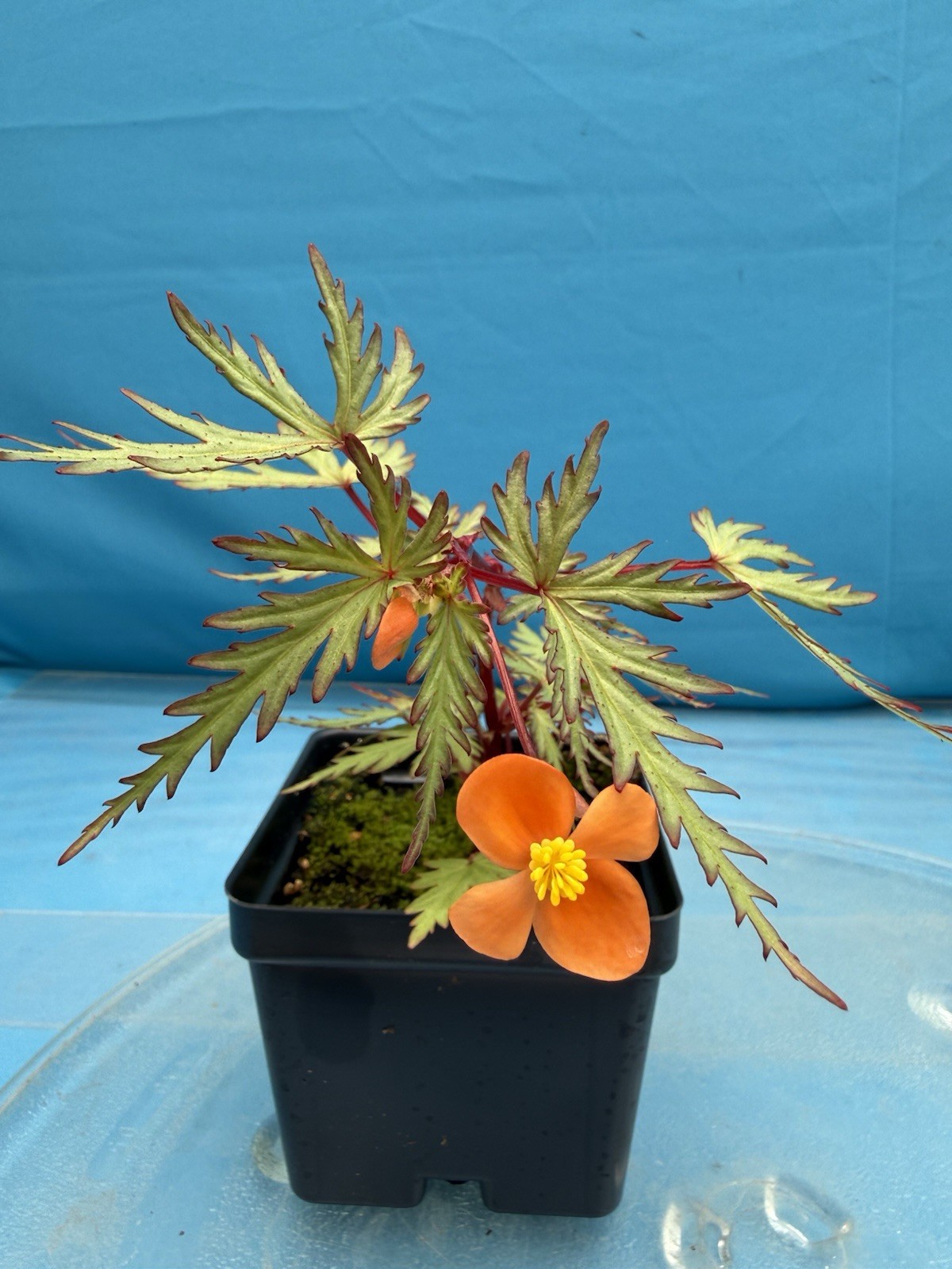 Begonia sutherlandii Fern-like Leaves 4” Pot Shade Easy Care Windowsill