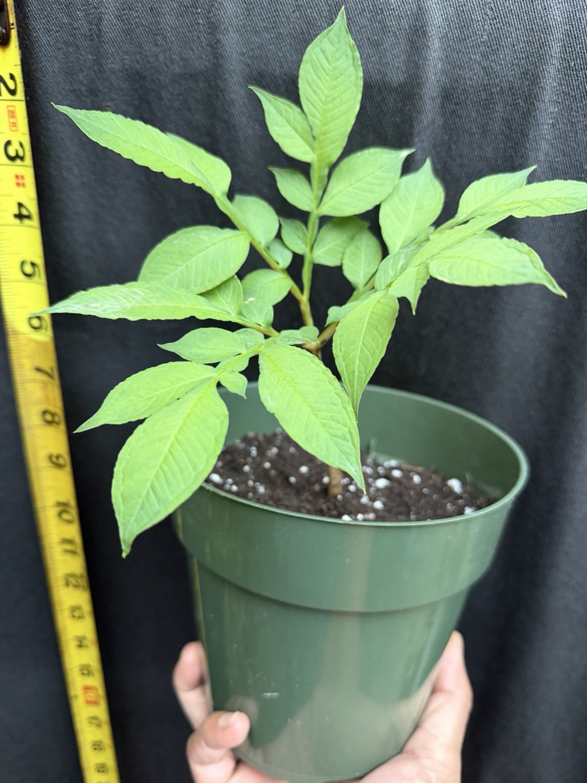amorphophallus konjac
