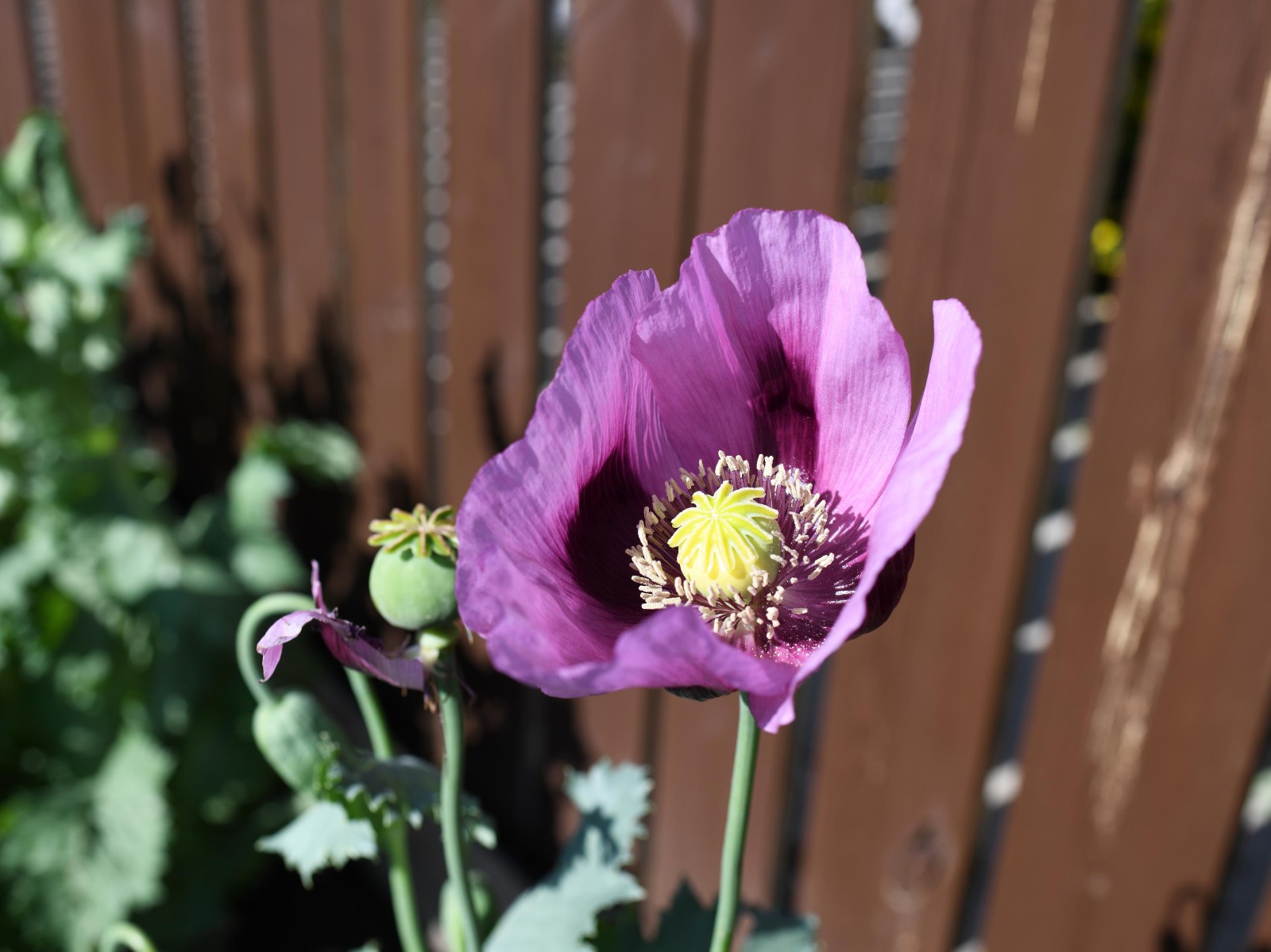 1,000 Turkish Blue Poppy Seeds P. Somniferum Large Purple To Red Blooms Few Left
