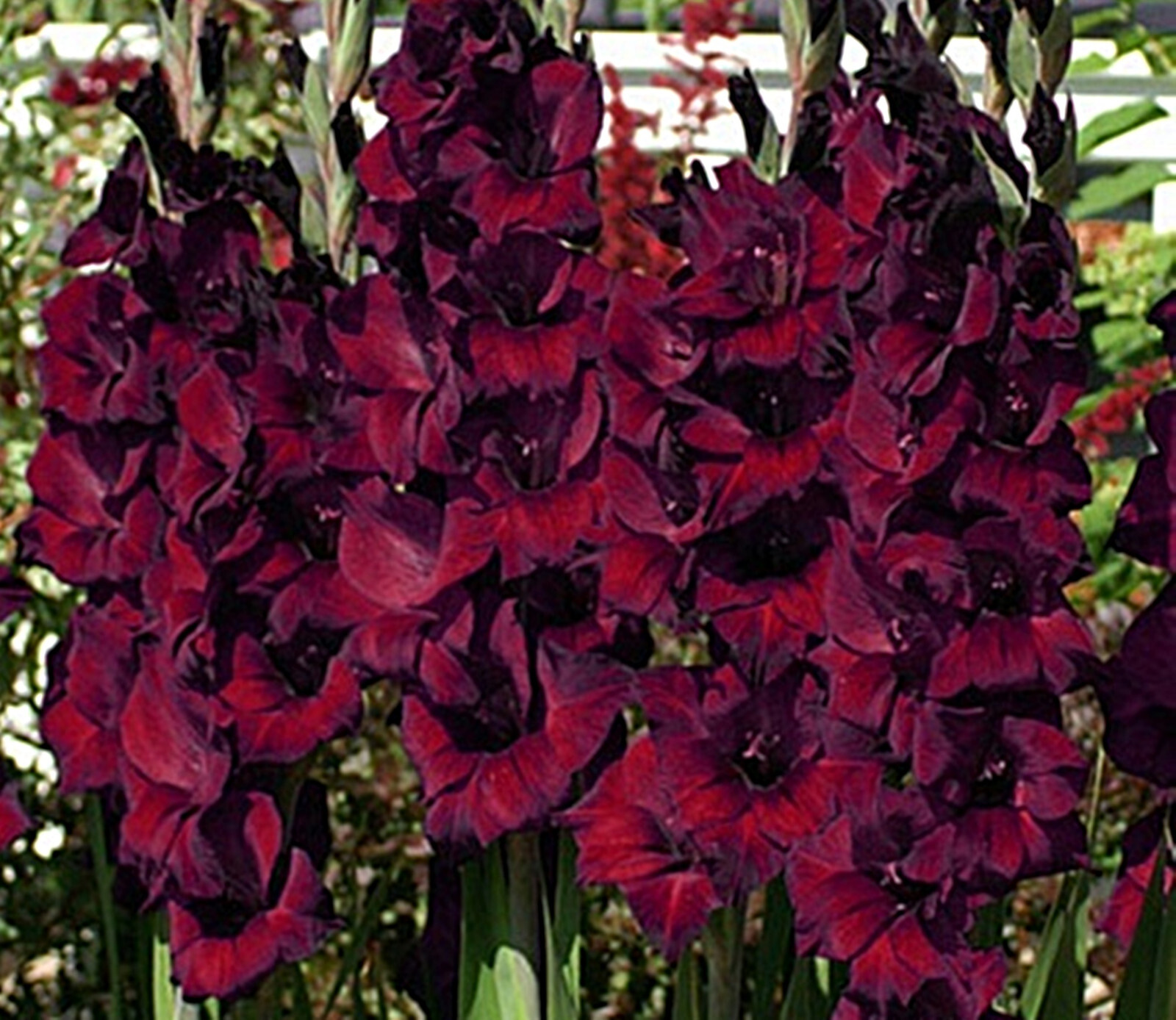 5 or 10 GLADIOLUS ESPRESSO BULBS burgundy-red flowers FREE SHIPPING !!!!!!!