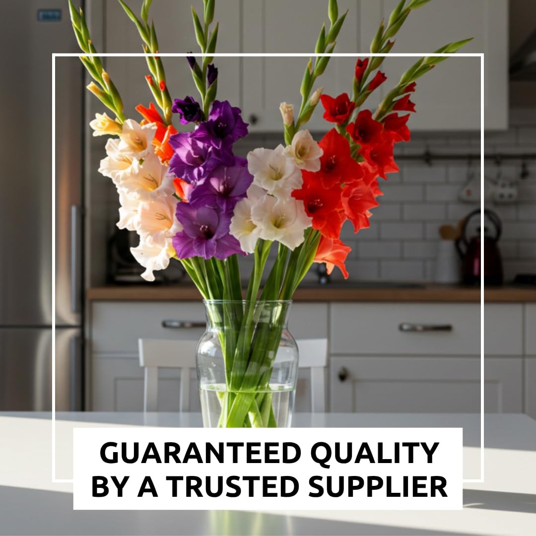 4 Gladiolus Bulbs – Mixed Colors – Sword Lily – blue green red pink