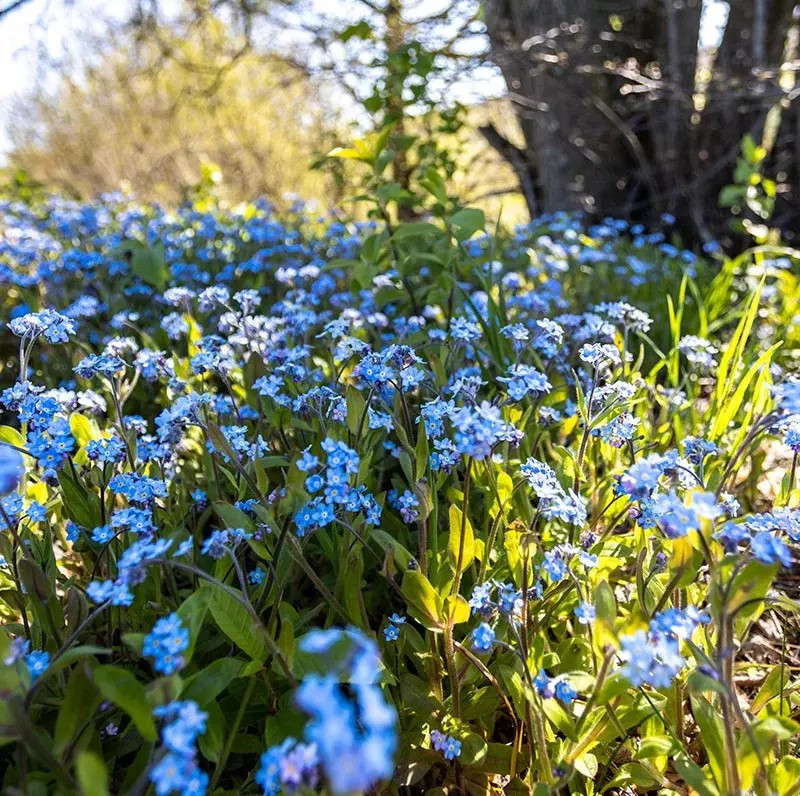 200+ Forget Me Not Seeds – Early Bloom – Perennial – NON GMO ————- FRESH