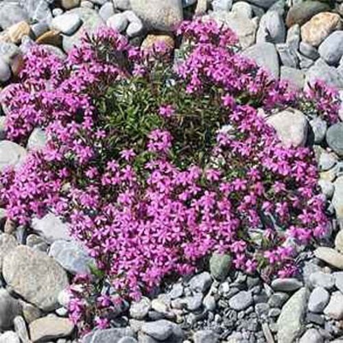 Soapwort Seeds Saponaria ocymoides Free Shipping!