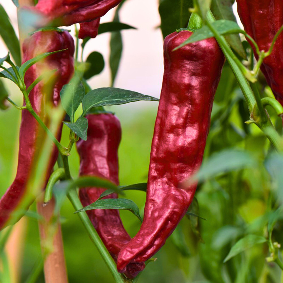 Fresh Indian Kashmiri Pepper Seeds | Indian Paprika | Heirloom Non-GMO | Indian