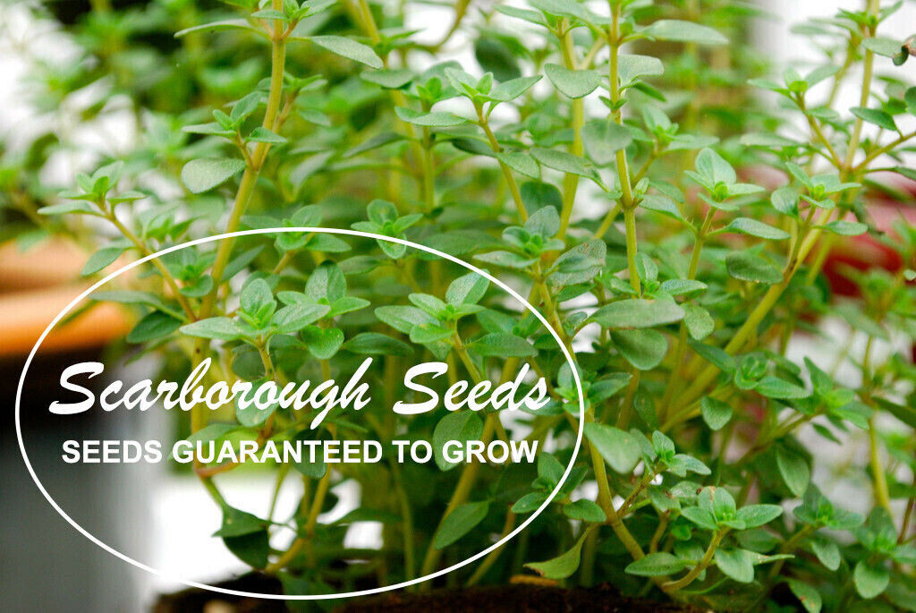 SCARBOROUGH SEEDS 1000 German Winter Thyme Seeds Herb Heirloom NON-GMO Fragrant