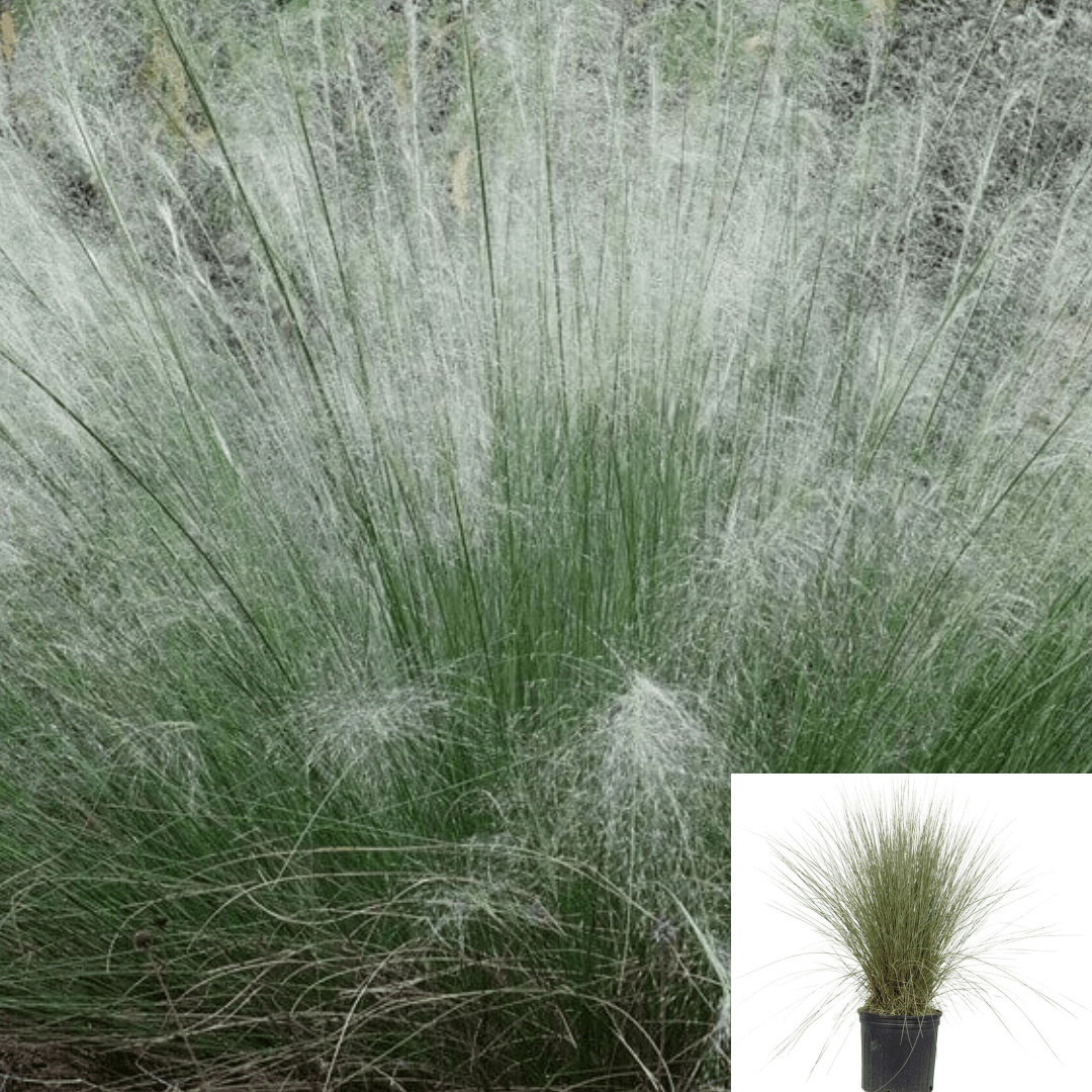 Muhlenbergia White Cloud 1 Gallon Grasses Perennial Muhly Live plant Ht7