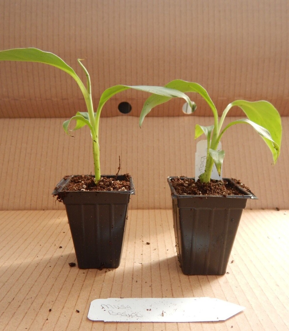 ~BASJOO Banana Tree~~Cold Hardy Musa Live Banana Tree-SMALL ROOTED STARTER PLANT