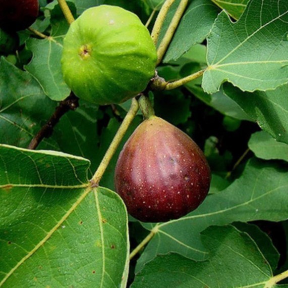 Live Brown Turkey Fig Tree Plant Sweet Edible Fruit Self-Fertile Potted 18-36in