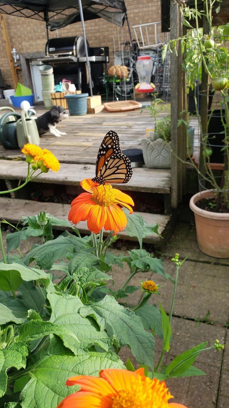 Mexican Torch Sunflower Seeds 15 Organic Seeds *Free Shipping*
