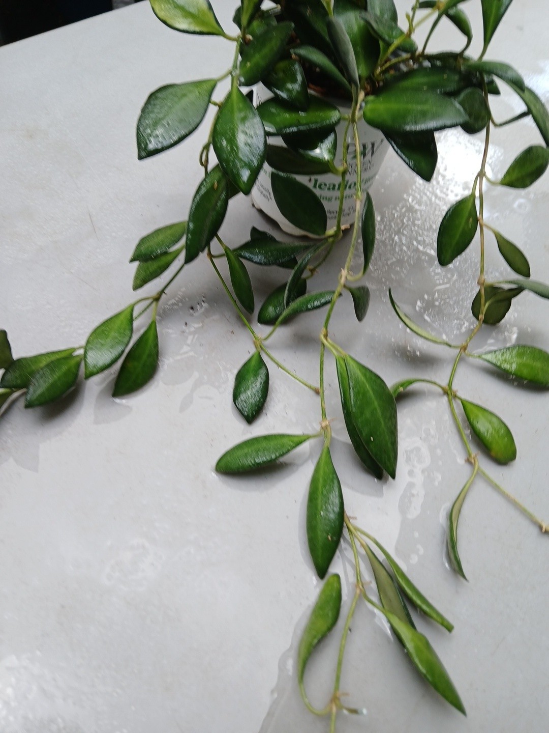 #124- HOYA BURTONIAE VARIEGATED LIVE PLANTS, FULL POT PLANTS,