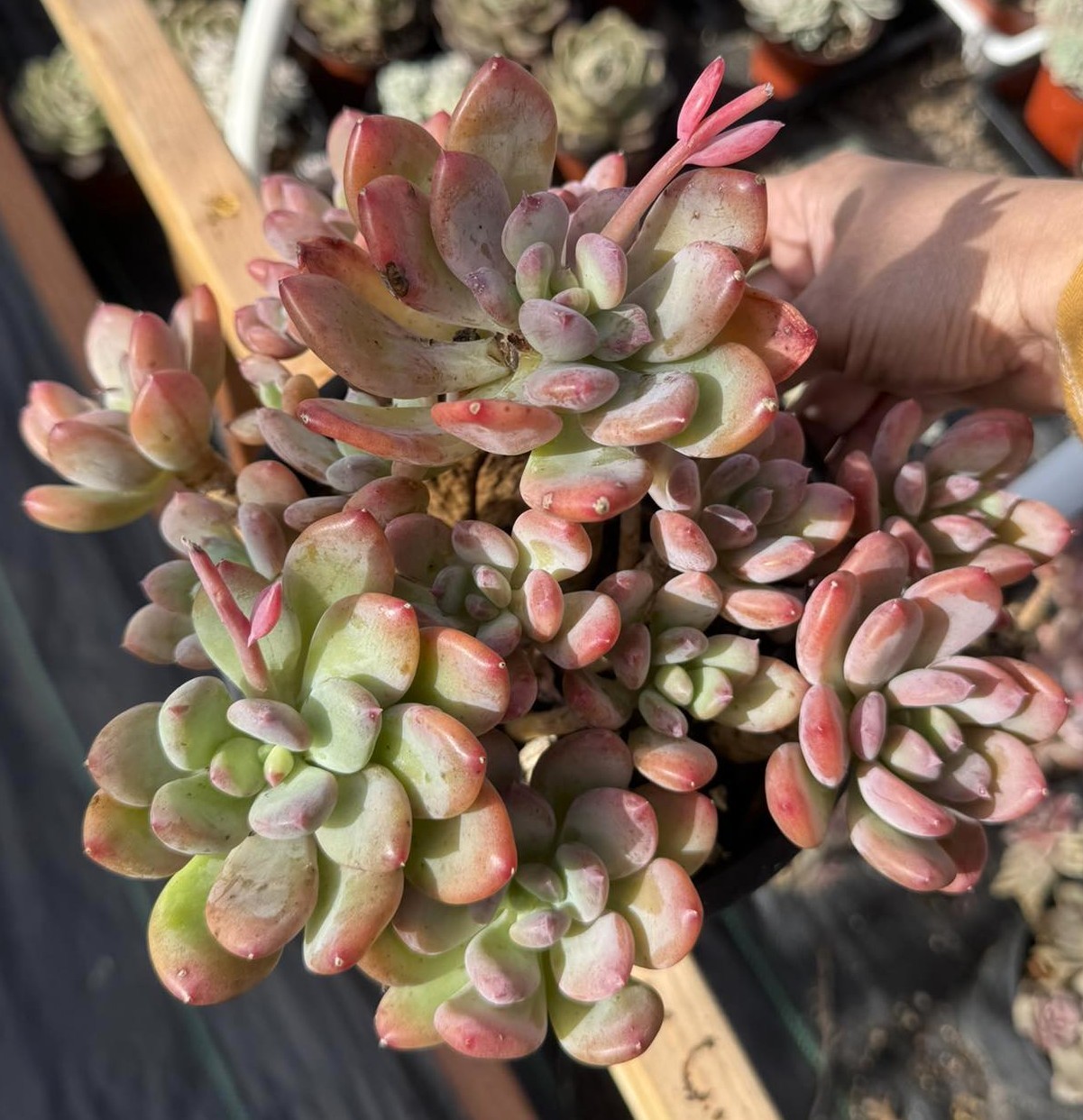 Imported Succulent live plant Rare succulent Plant Pachyphytum Cinderella #119