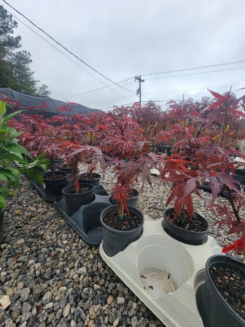 Shaina Dwarf Japanese Maple Tree – Live Plant – ( 2.5 QT )