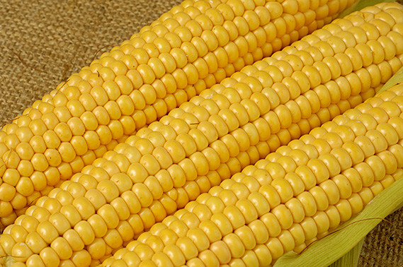 Sweet Corn Seed: Bodacious Sweet Corn Seed Fresh Seed FREE Shipping
