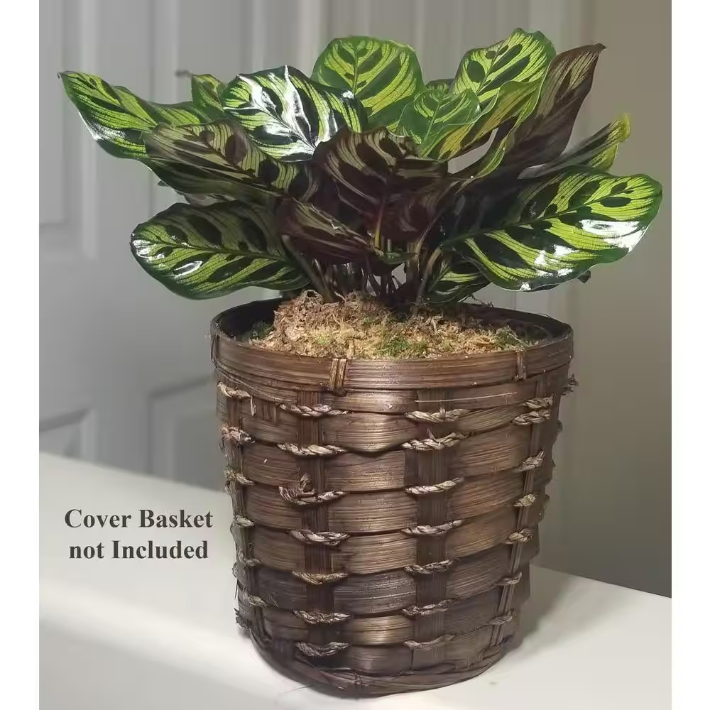 Peacock Plant in 6 In. Grower Pot