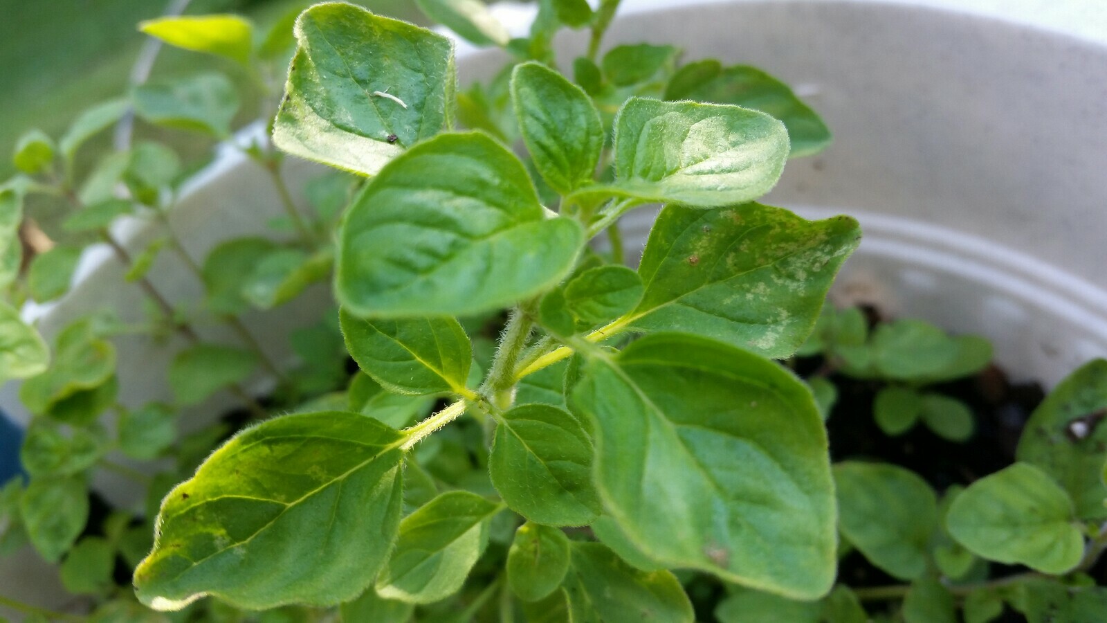 Greek Oregano LIVE Bareroot Plant Cutting 2-4″ Green Culinary Aromatic Herb