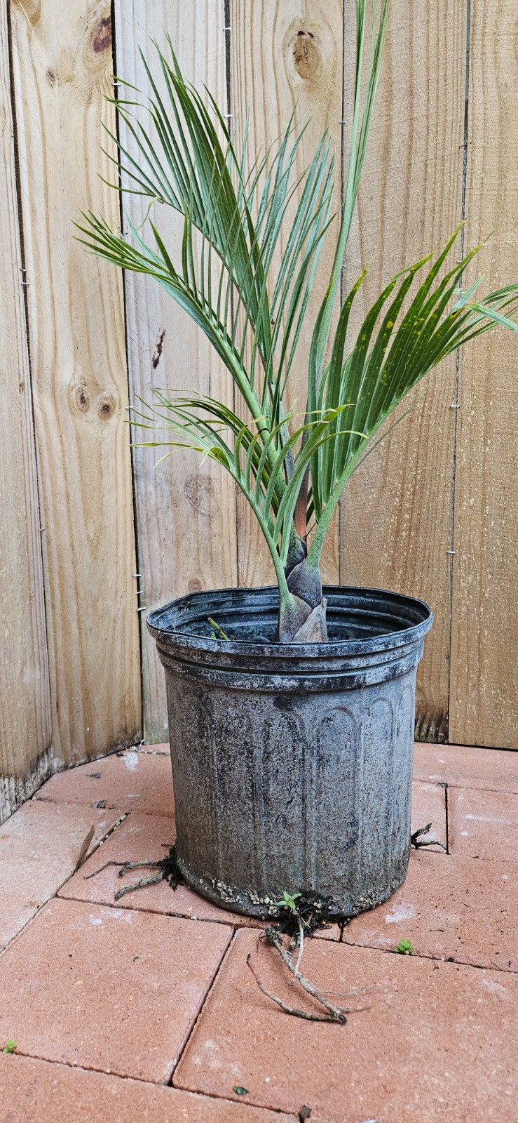 LIVE PLANT 3ft Dypsis decaryi Three sided Triangle palm Neodypsis