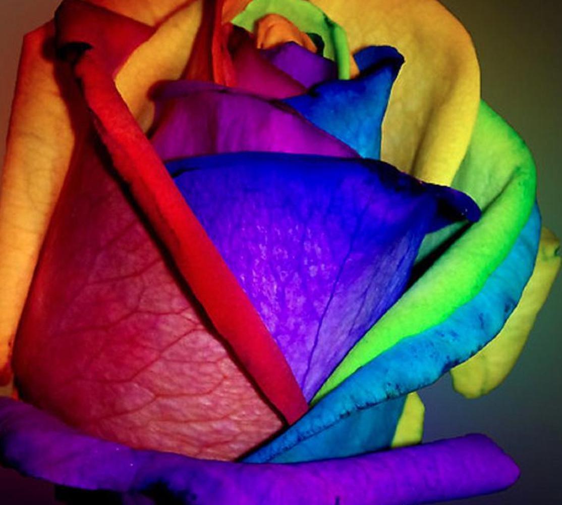 25pc RAINBOW ROSE SEEDS Garden Plant Flower rare exotic USA seller FREE shipping