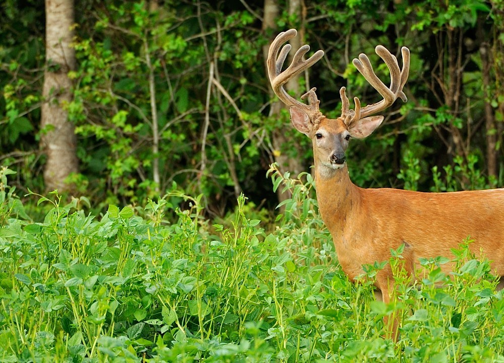 Fertile Deer Corn Seeds, 3 lb. For Planting Wildlife Food Plots