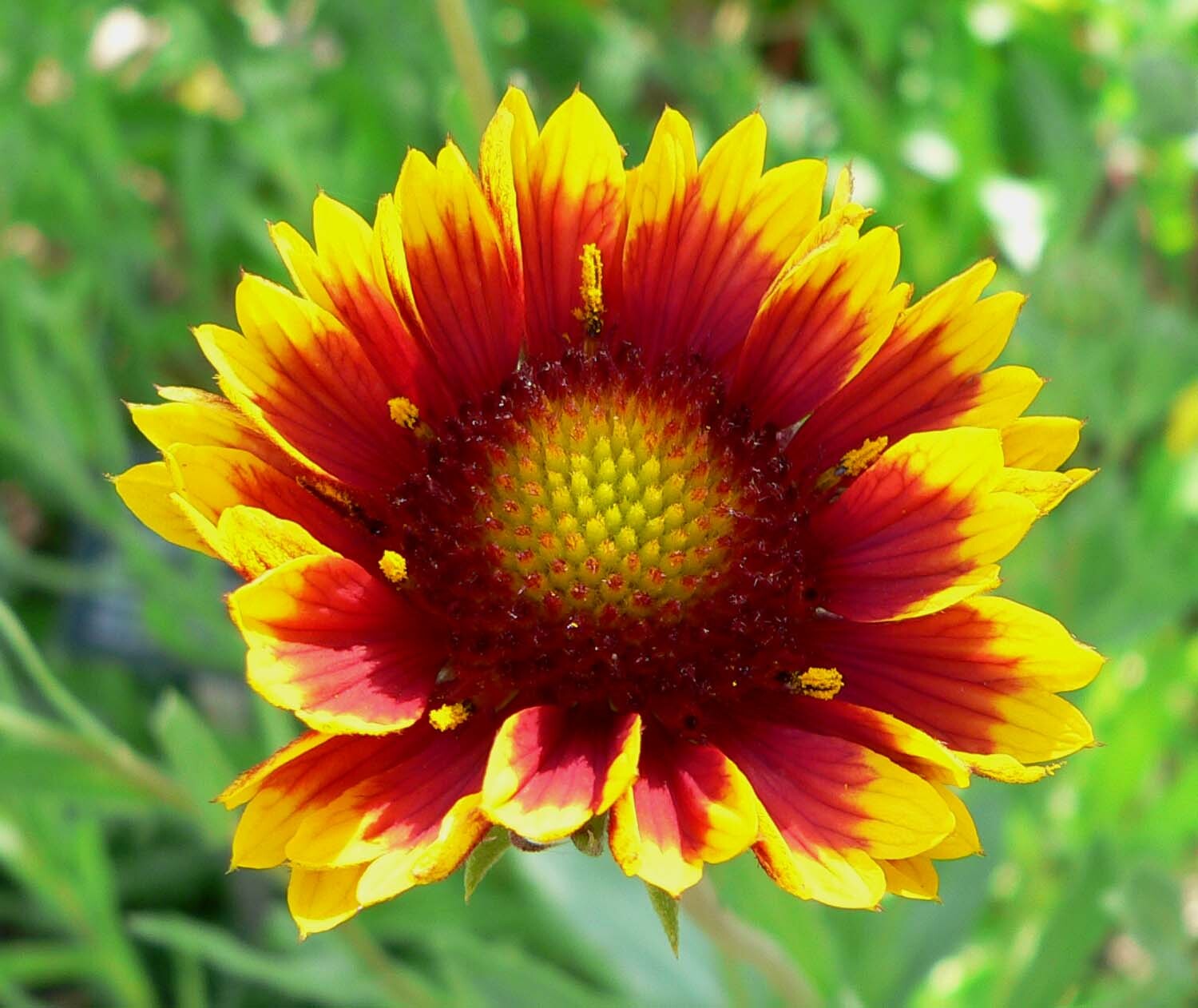 Gaillardia Blanket Flower Garden Seeds 100+ USA SELLER FREE SHIPPING PERRENIAL
