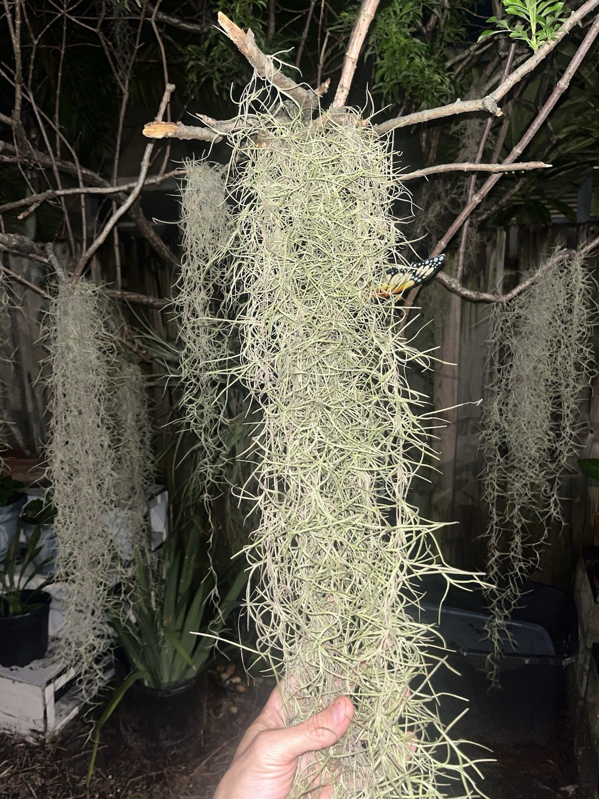 Lucious Thick Spanish Moss Air Plant Strands – Indoor/Outdoor – Live From US