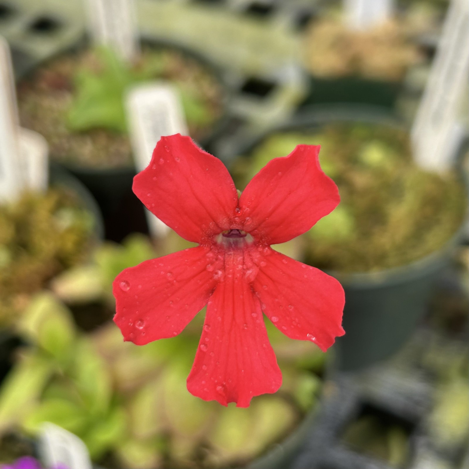 Pinguicula laueana ‘CC’ x ‘BR’ select form of controlled cross-excellent flowers