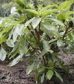 Basil Thai Red Stem 250 seeds