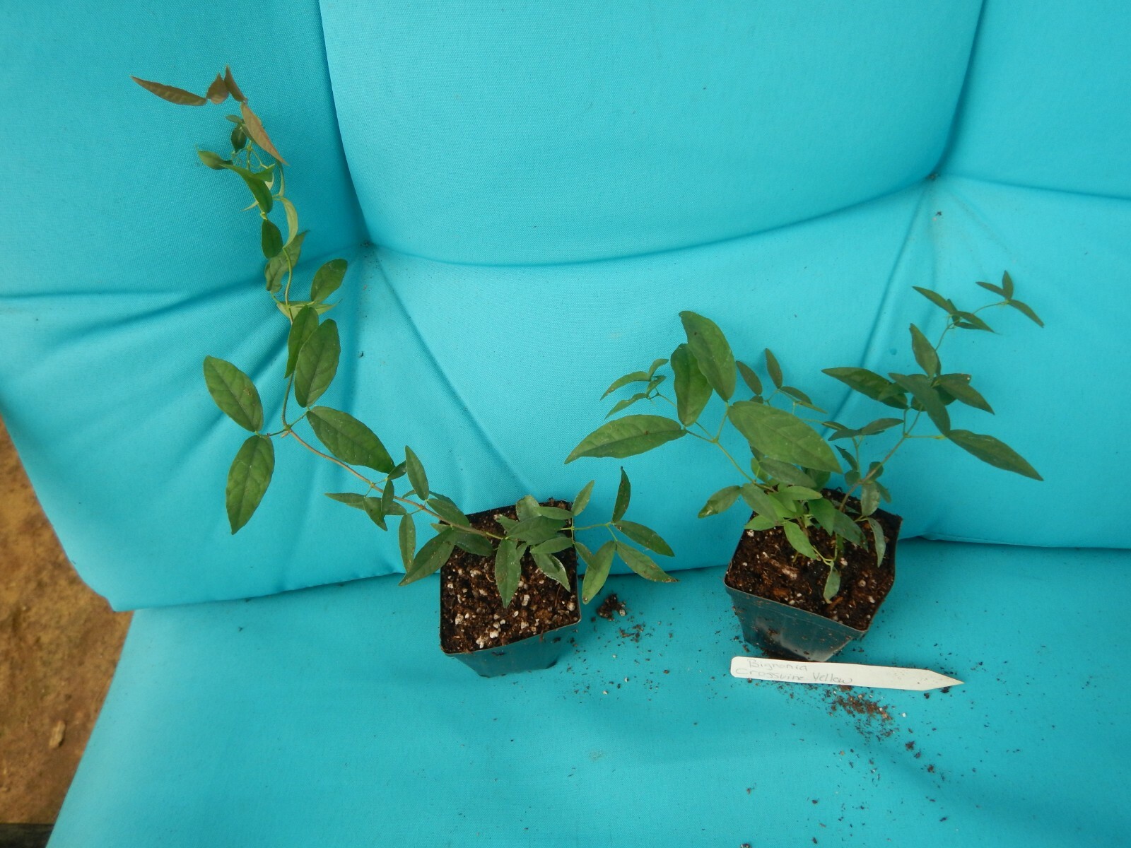BIGNONIA “YELLOW” CROSSVINE*Rooted Starter Plant*USA SELLER*ATTRACTS BUTTERFLIES