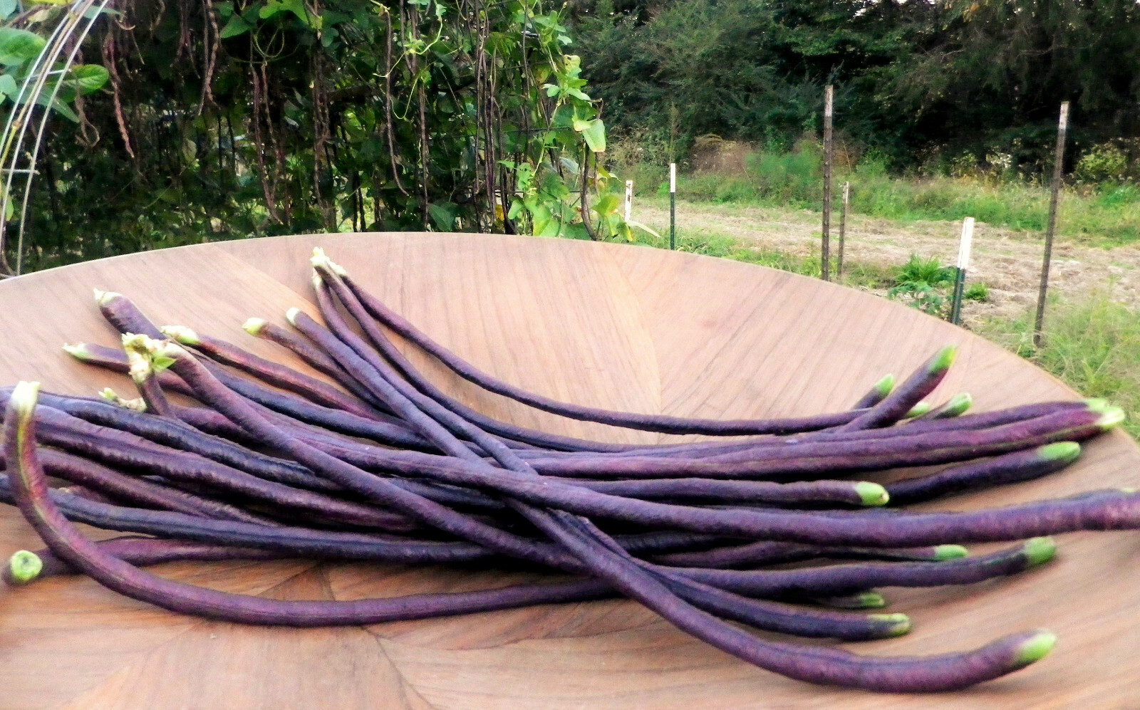 Purple Mart Yard Long Bean Seeds | Red Asparagus Edamame Cowpea Asian Seed 2024
