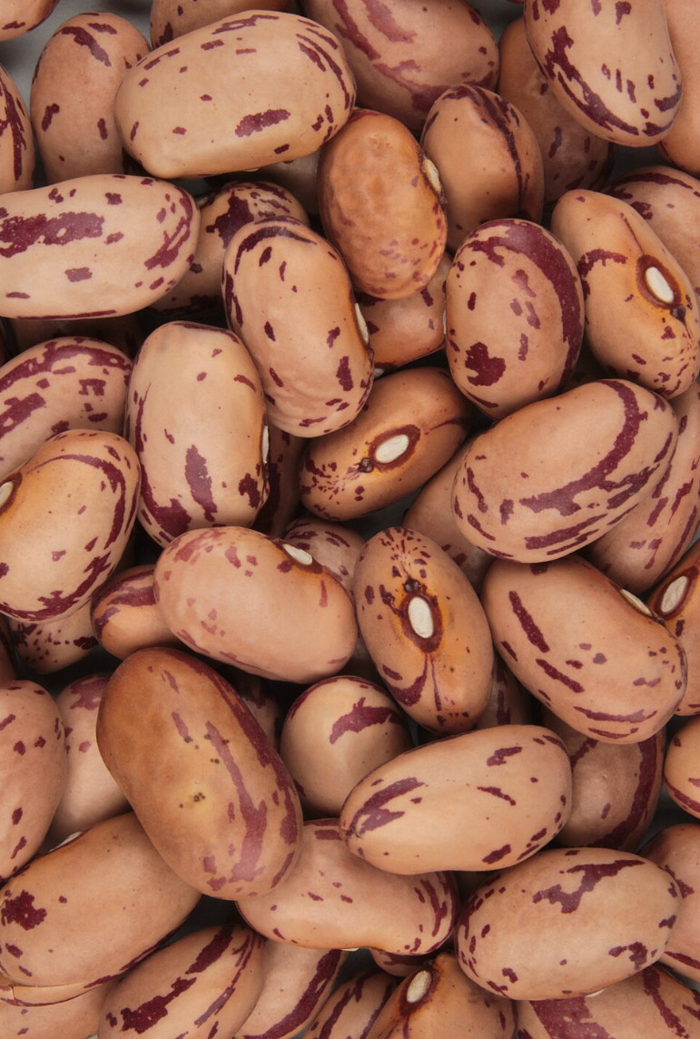 Roman Beans (Cranberry Beans), from Puerto Rico, fresh seeds, NON GMO