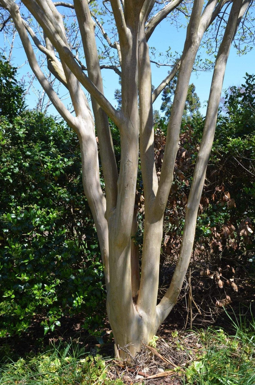 Royalty Crape Myrtle: Royal Purple Flowers in a Manageable Small Tree