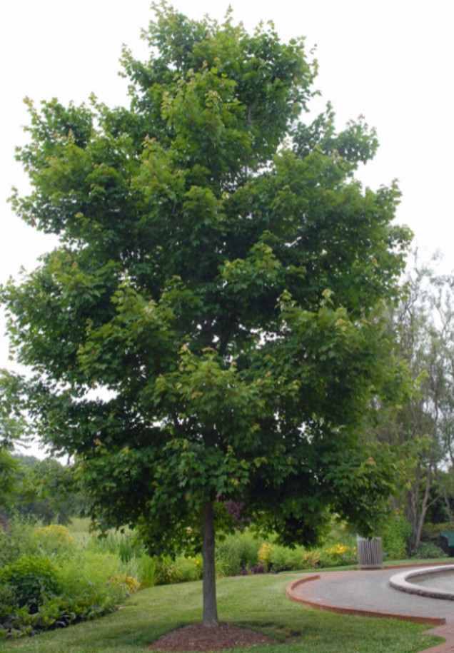 Live Native Red Maple Tree – 12–16″ Tall – Quart Pot – No Ship AK, HI, or PR