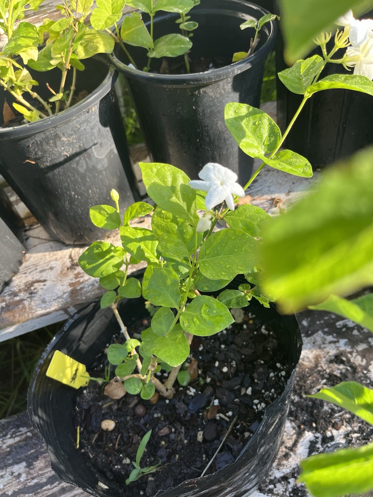 Single petals Jasmine/Jasminum Live Plant 1 Gallon Pot 1 Years Old 10-12 In