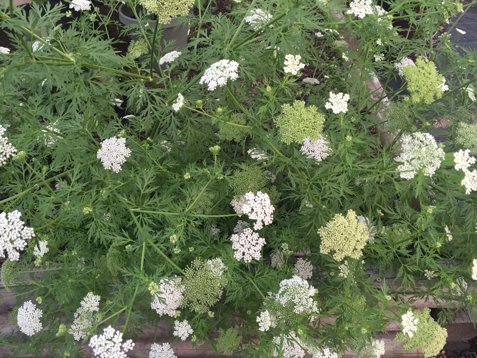 Yarrow Starter Plant – Achillea Millefolium Butterfly and Pollinator Magnet!
