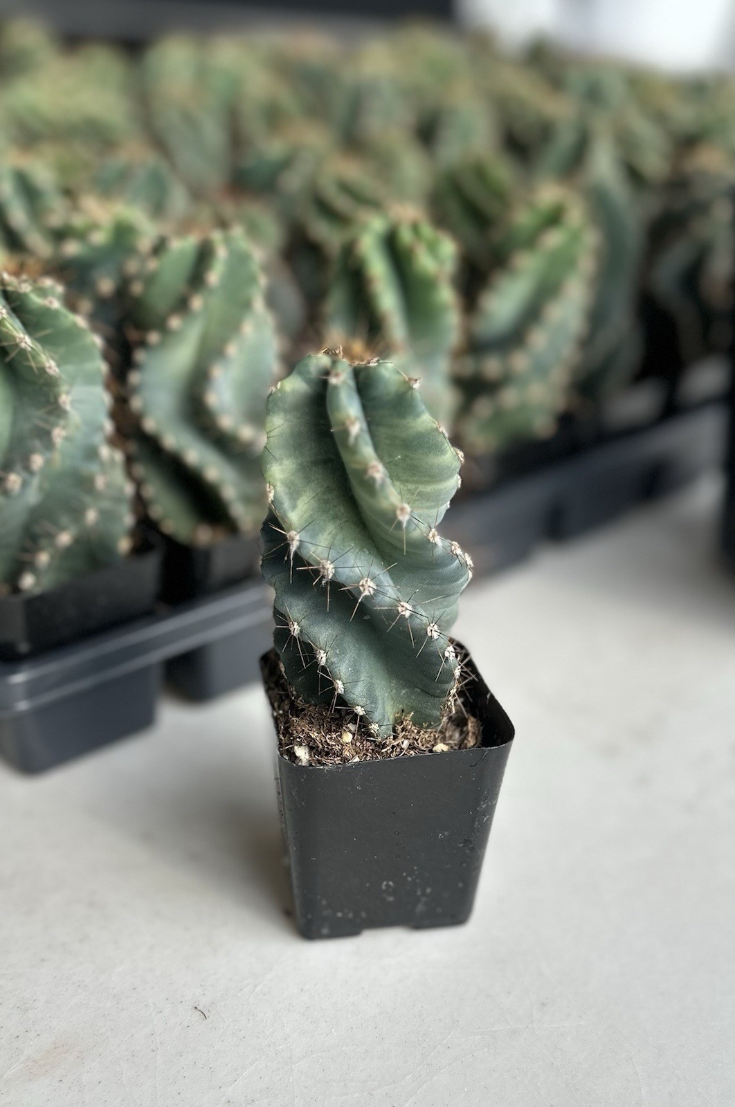 Spiral Cactus, Tornado Cactus, Cereus Forbesii Spiralis Twisted Cactus 2.5” pot