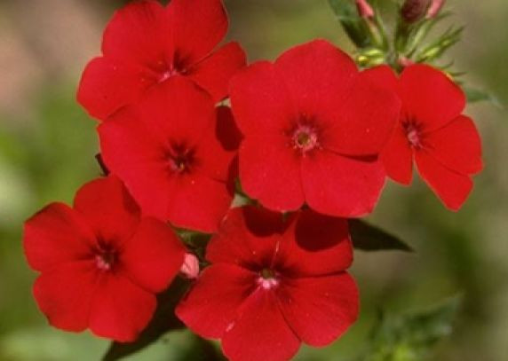 PHLOX ANNUAL RED 50 FRESH SEEDS FREE SHIPPING
