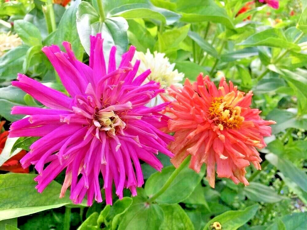 301+GIANT CACTUS ZINNIA MIX Seeds Summer Flowering Annual Cut Flowers Fast Easy