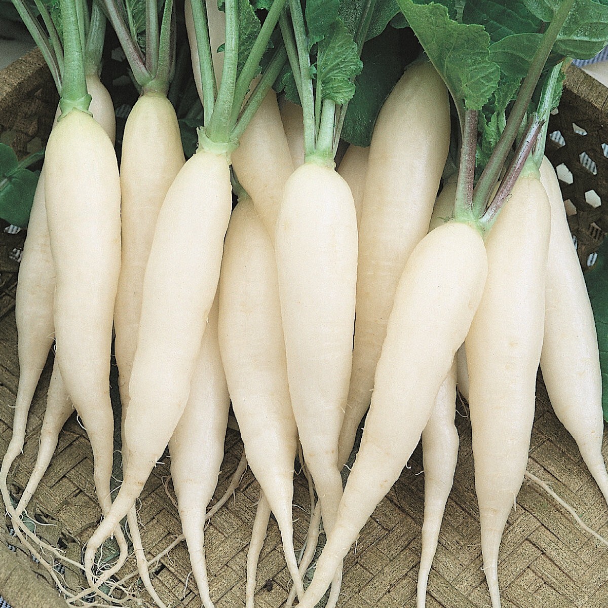 1/4 Lb White Icicle Radish Seeds – Everwilde Farms Mylar Seed Packet