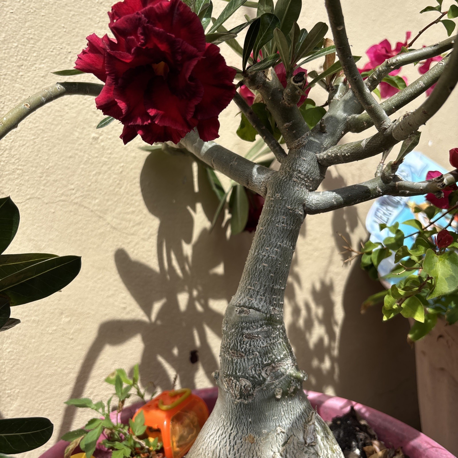 Big Adenium With Thick Caudex Exotic Color Rare Live Plant Flowering Bonsai