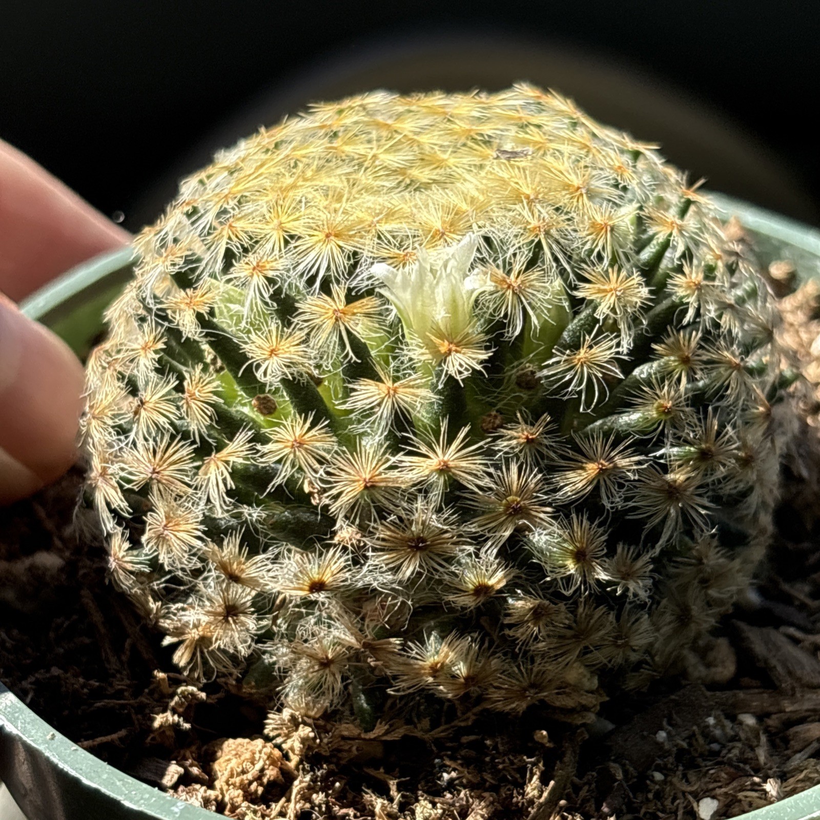 Mammillaria schiedeana Clumping Fuzzy Gold Mini Cactus rooted 4 in pot