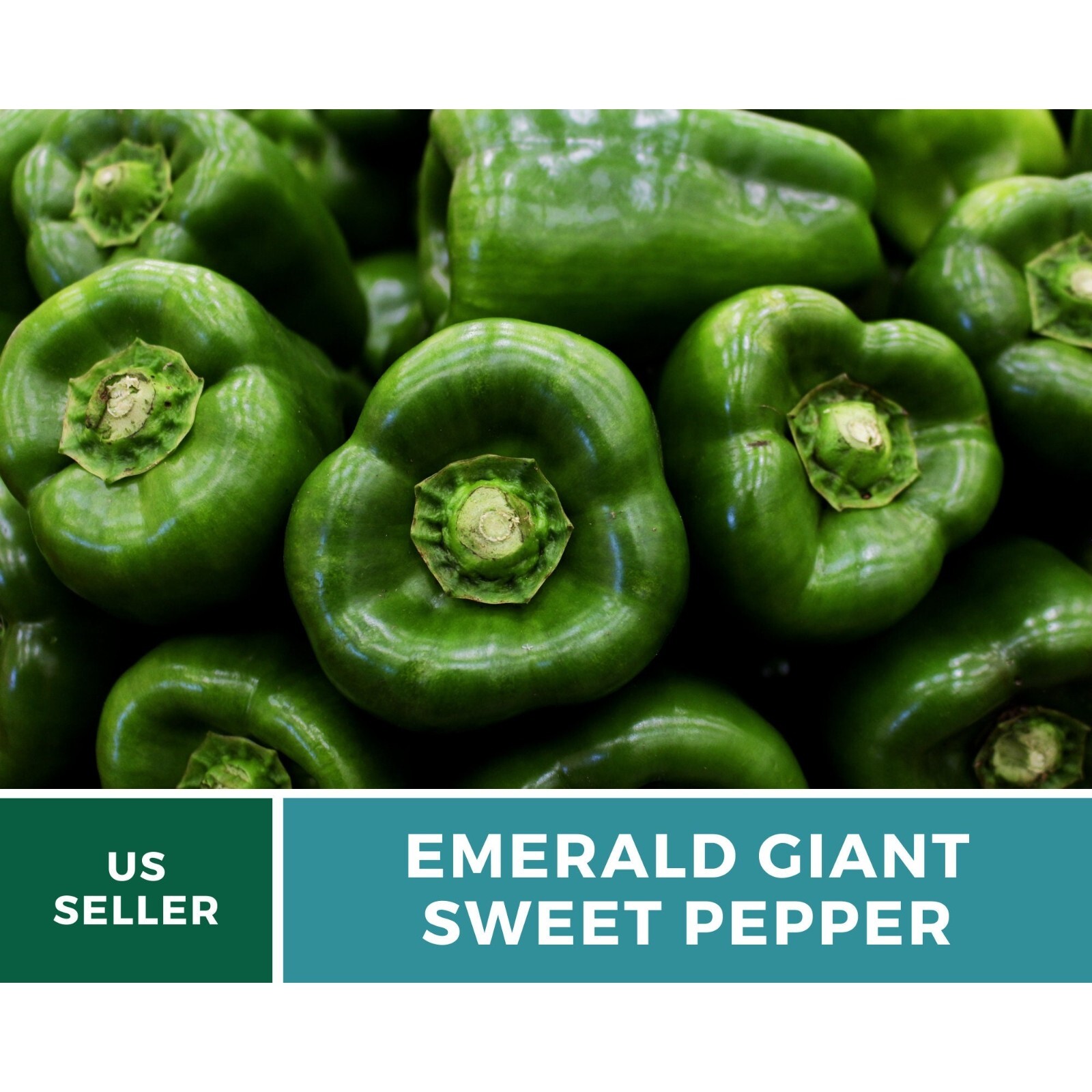 Pepper, Emerald Giant Sweet Bell – 30 Seeds – Heirloom (Capsicum annuum)