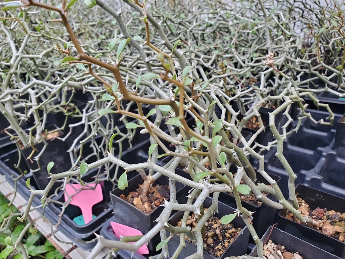 Decarya madagascariensis – Zig Zag Plant – Madagascar – Rooted Lot Dm14