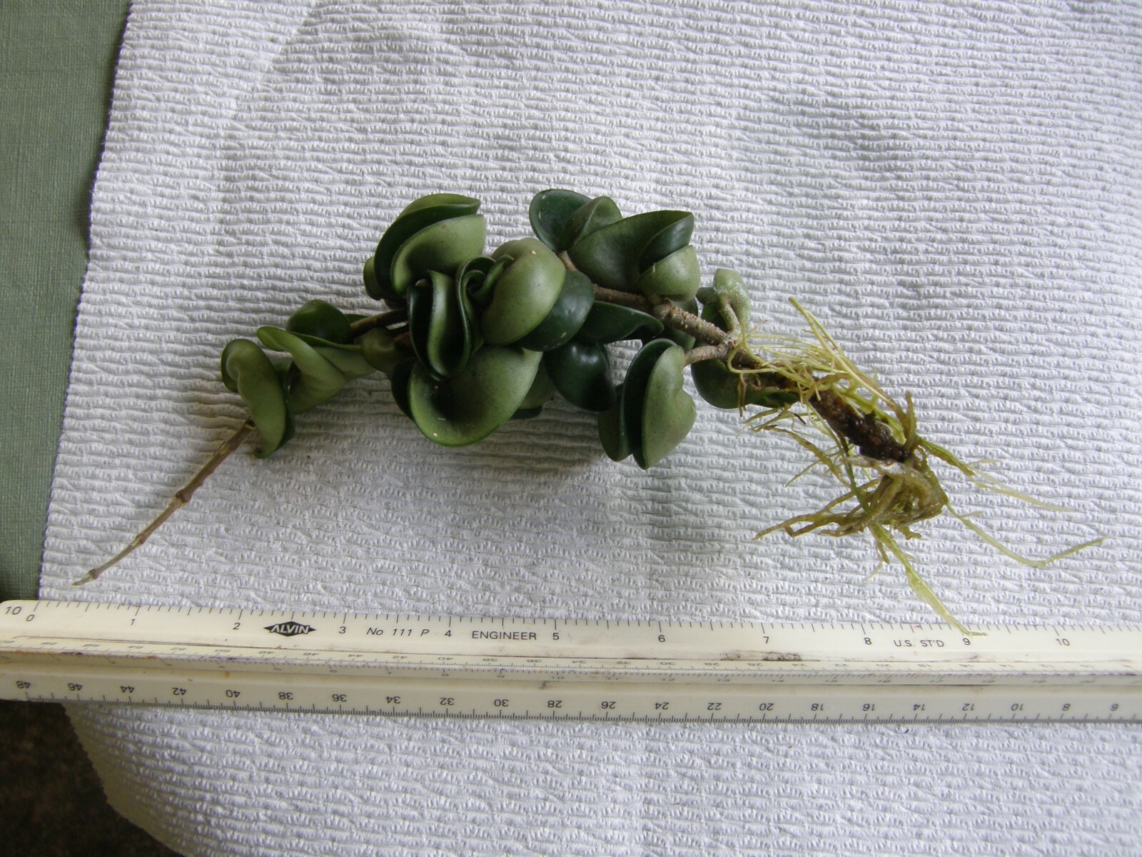#7869 HOYA CARNOSA COMPACTA KRINKLE KURL HINDU ROPE BARE ROOT PLANT FIVE+ INCHES