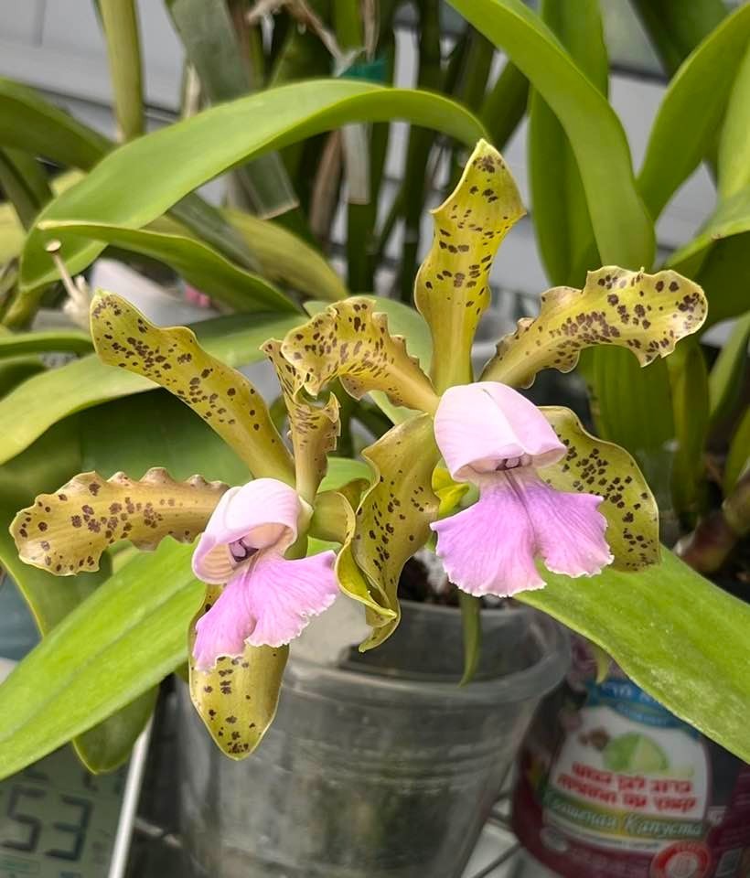 Cattleya Mareeba Tiger f. coerulea (tigrina coerulea x schilleriana coerulea) |